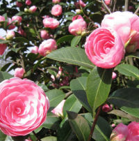 camelia